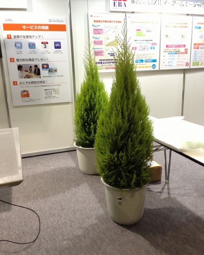 ゴールドクレスト ゴールドクレスト