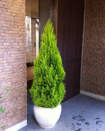 ゴールドクレスト