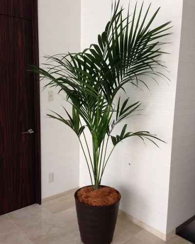 ケンチャヤシ ケンチャヤシ