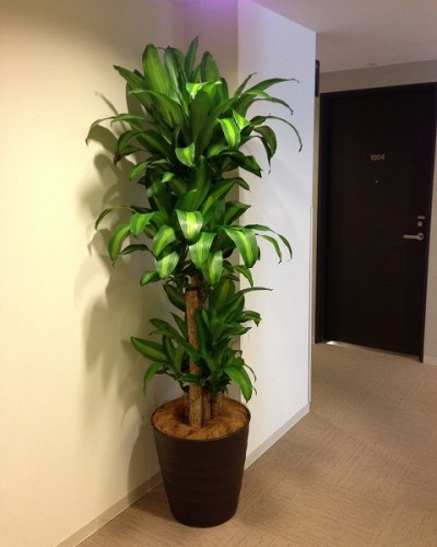 ドラセナ・マッサン ドラセナ・マッサン