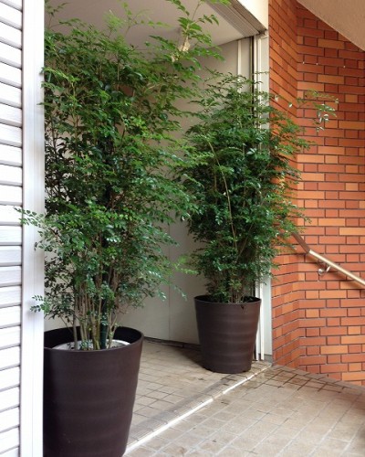 シマトネリコ シマトネリコ